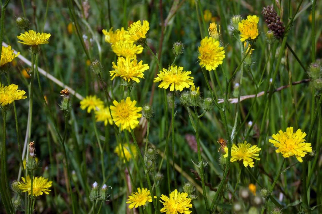 Image of Crepis setosa specimen.