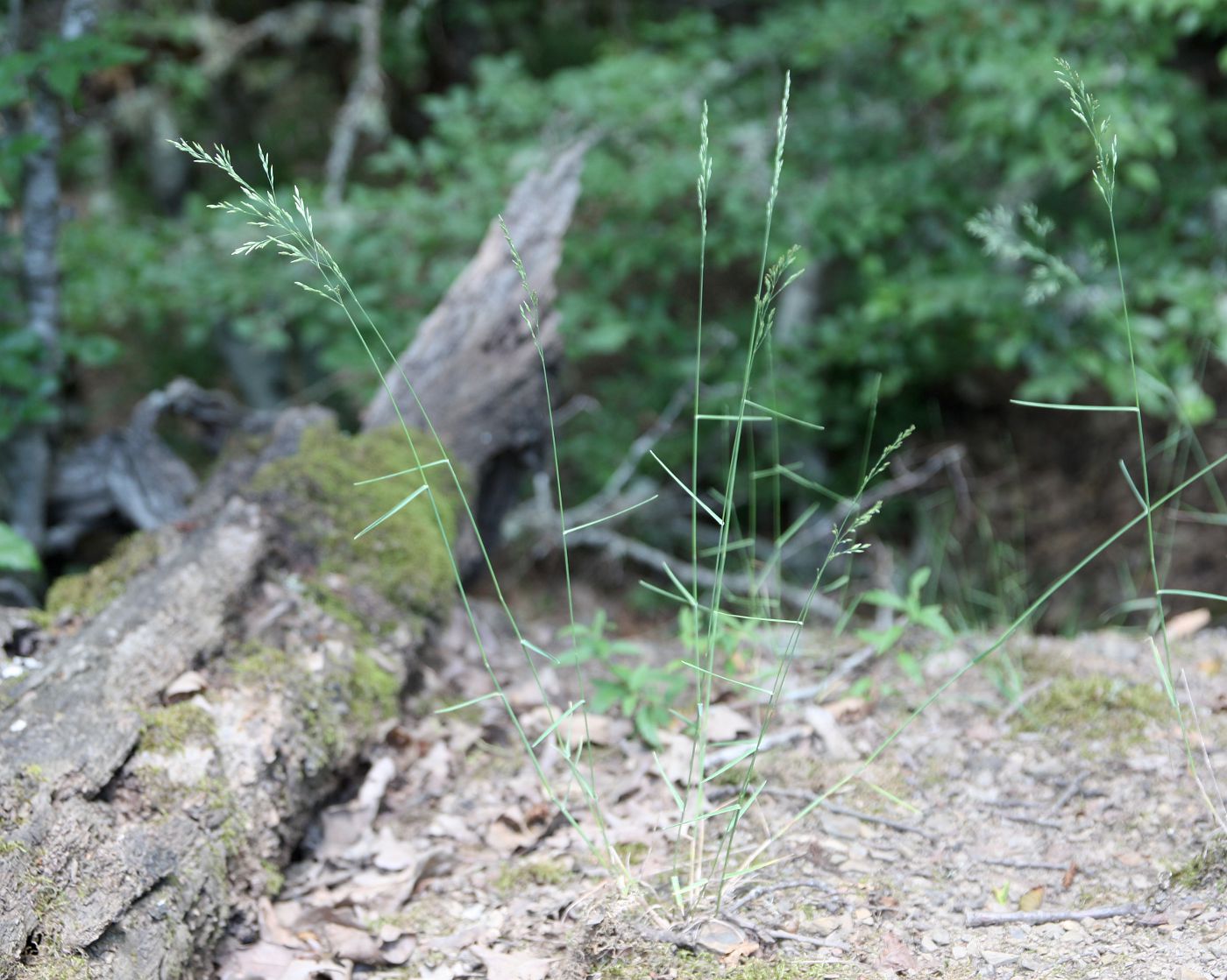 Image of Poa taurica specimen.