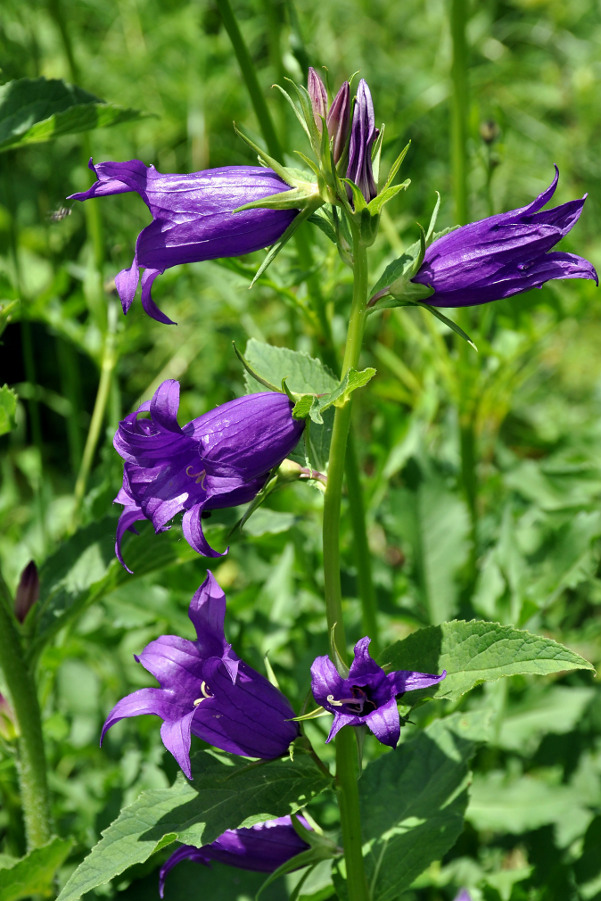 Image of Campanula latifolia specimen.