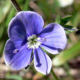 Veronica chamaedrys