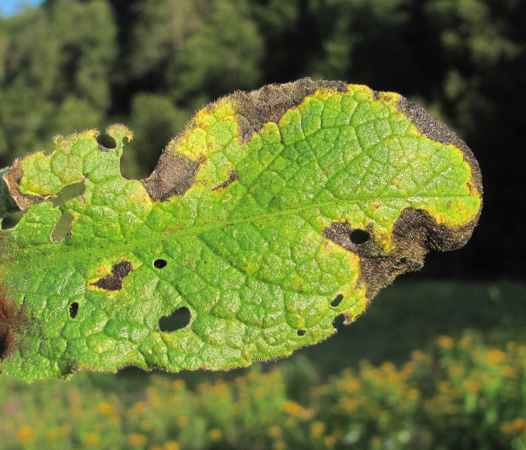 Image of Inula grandiflora specimen.