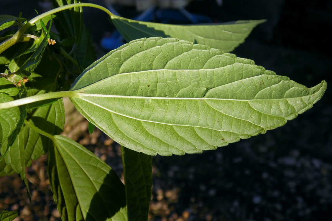 Image of Acalypha australis specimen.