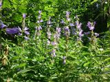 Campanula latifolia