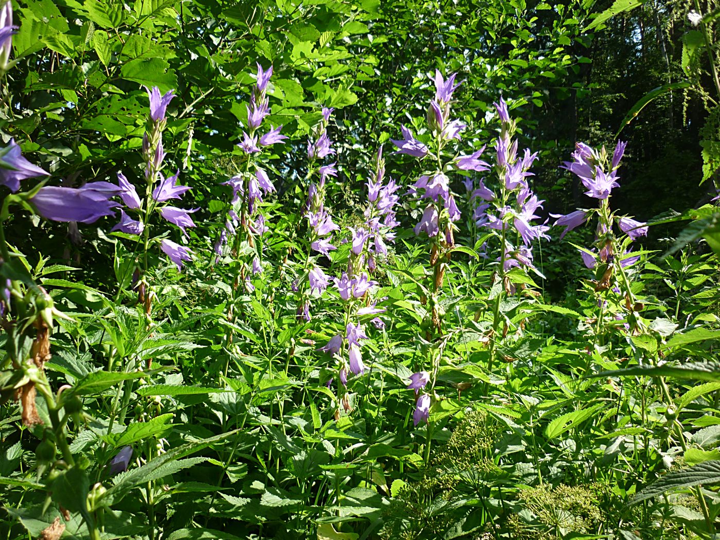 Изображение особи Campanula latifolia.