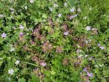 Pedicularis resupinata. Цветущие растения в сообществе с Geranium wlassowianum. Иркутская обл., Иркутский р-н, дер. Позднякова, гарь на бывшем торфяном болоте. 05.08.2016.