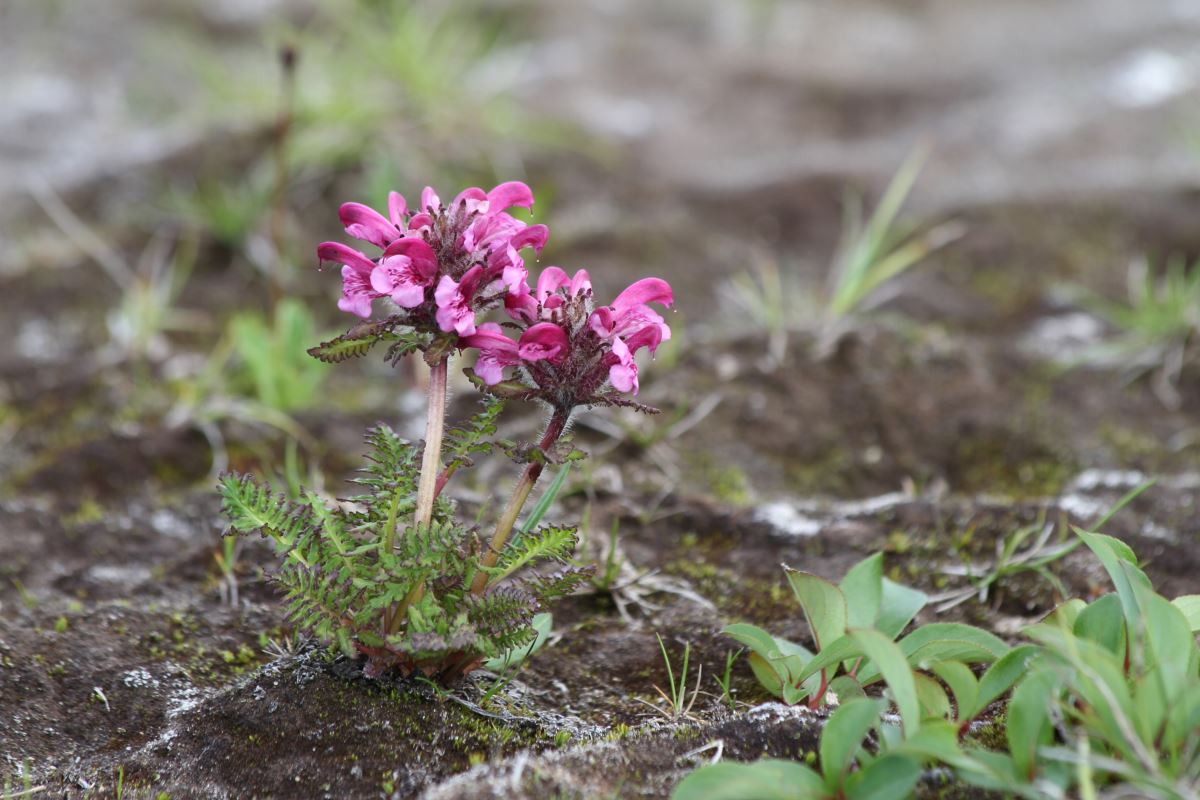 Image of genus Pedicularis specimen.