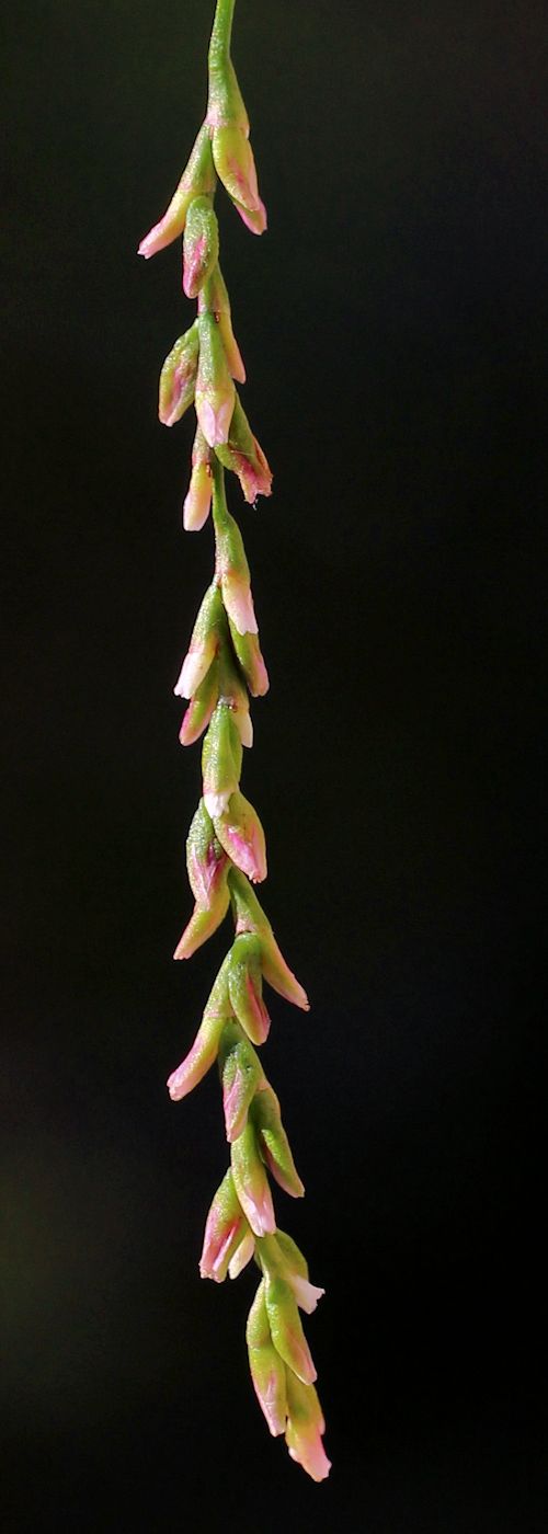 Image of Persicaria foliosa specimen.