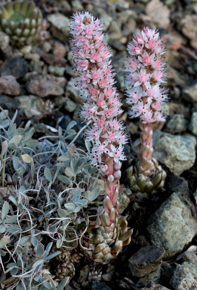 Image of Orostachys thyrsiflora specimen.