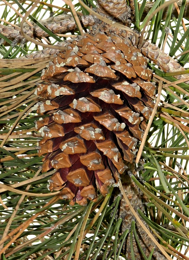 Image of Pinus nigra specimen.