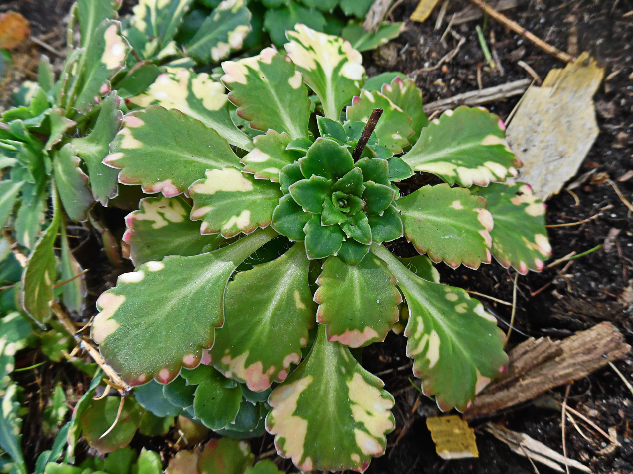 Image of Saxifraga umbrosa specimen.