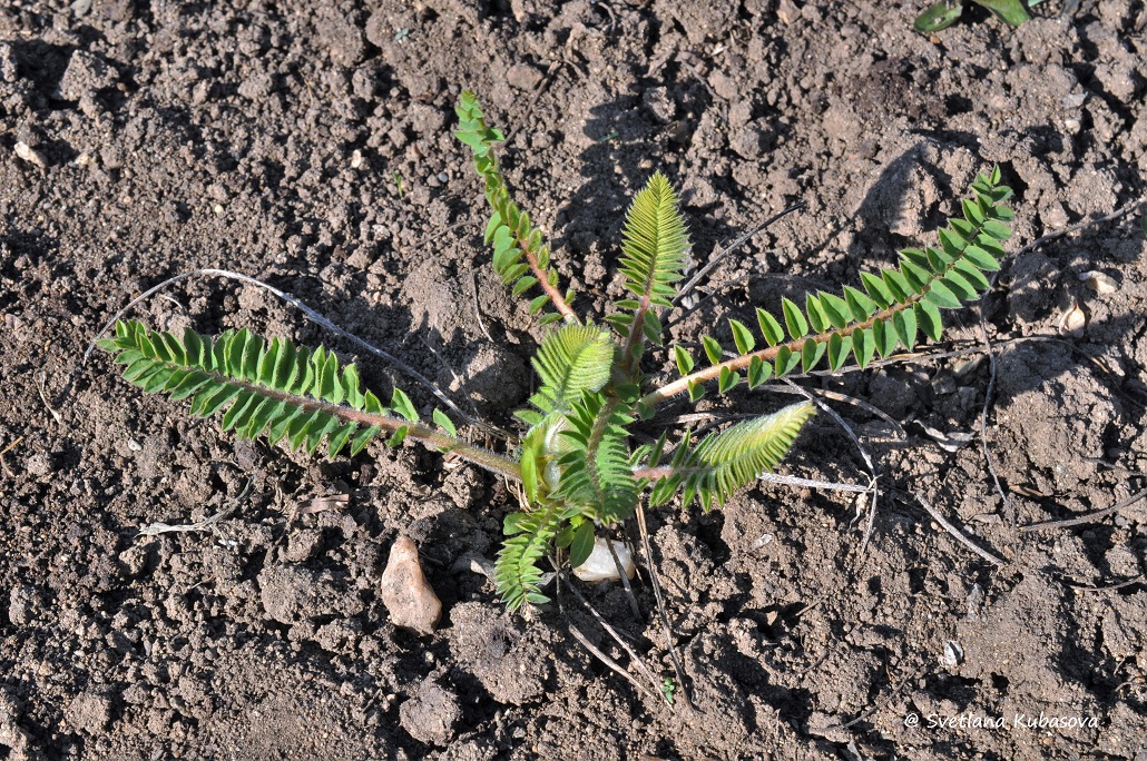 Image of Astragalus alopecurus specimen.