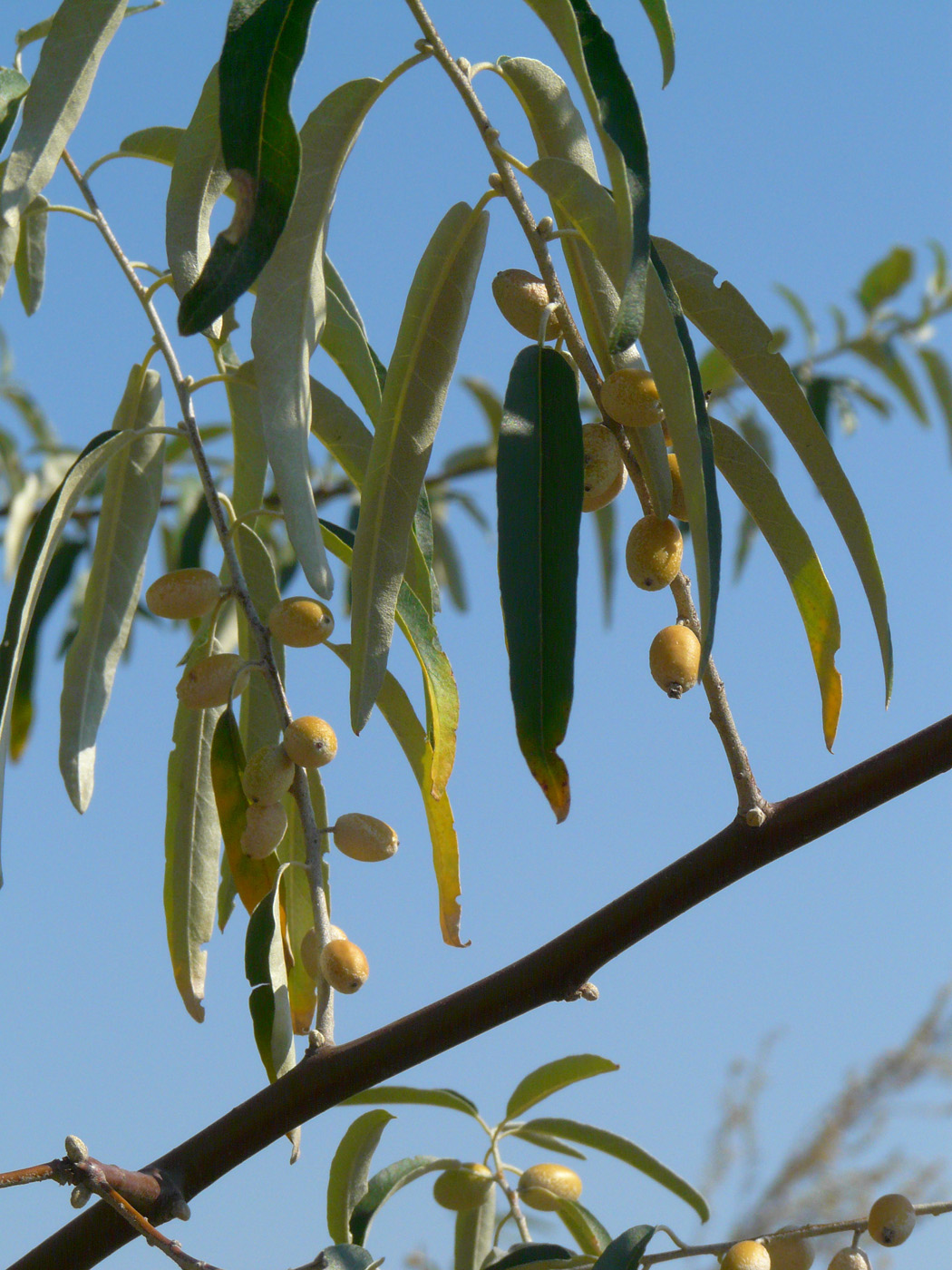 Изображение особи Elaeagnus angustifolia.