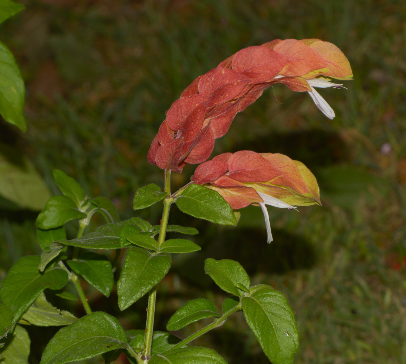 Image of Justicia fulvicoma specimen.