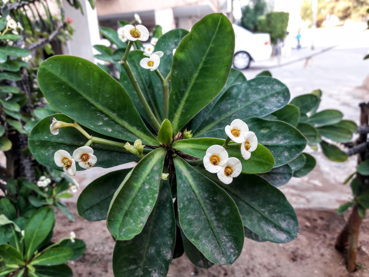 Image of Euphorbia splendens specimen.