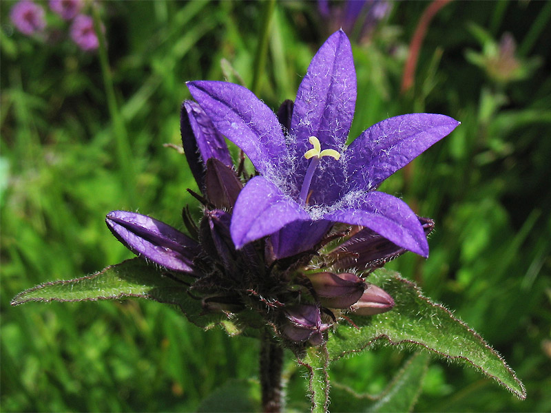 Image of Campanula elliptica specimen.