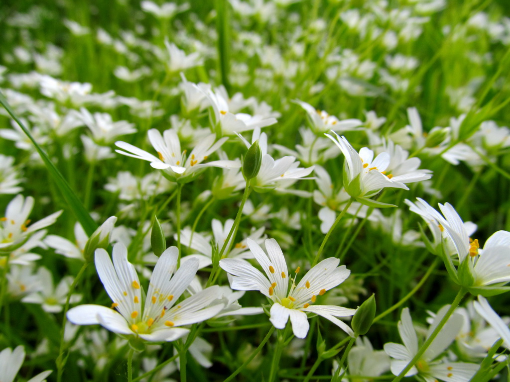 Image of Stellaria holostea specimen.