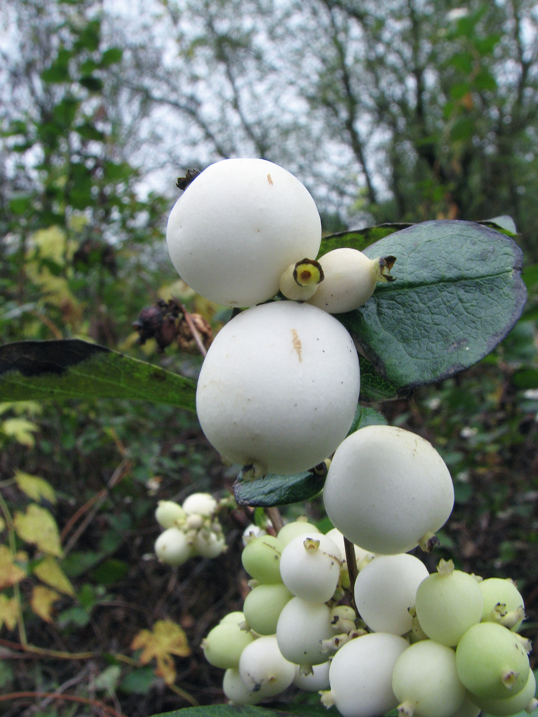 Изображение особи Symphoricarpos albus var. laevigatus.