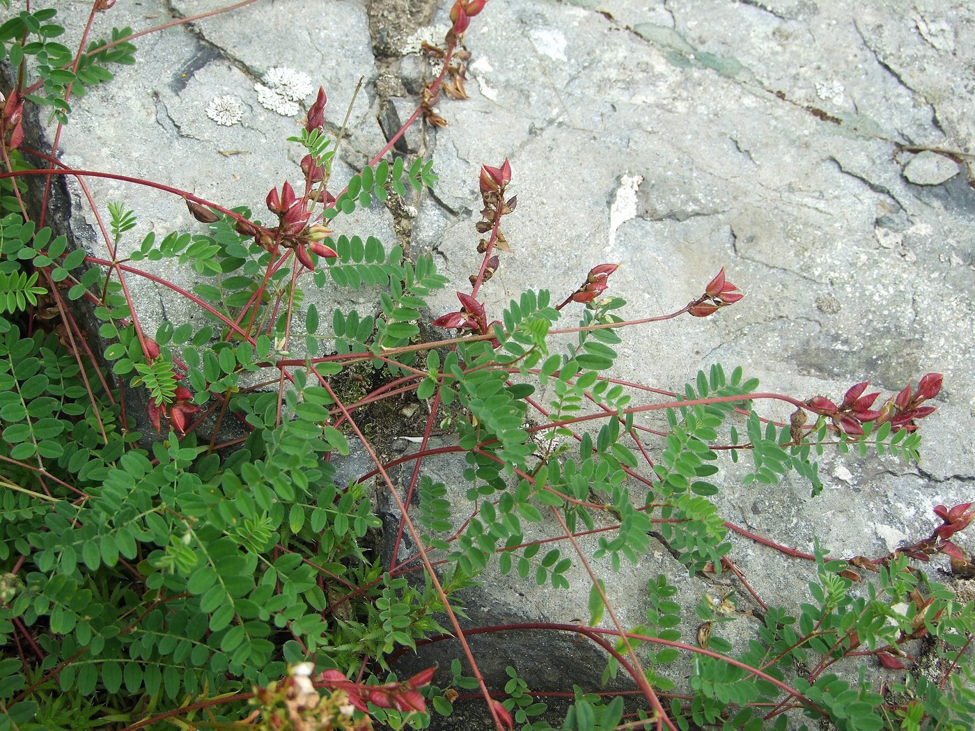 Изображение особи Astragalus vallicoides.