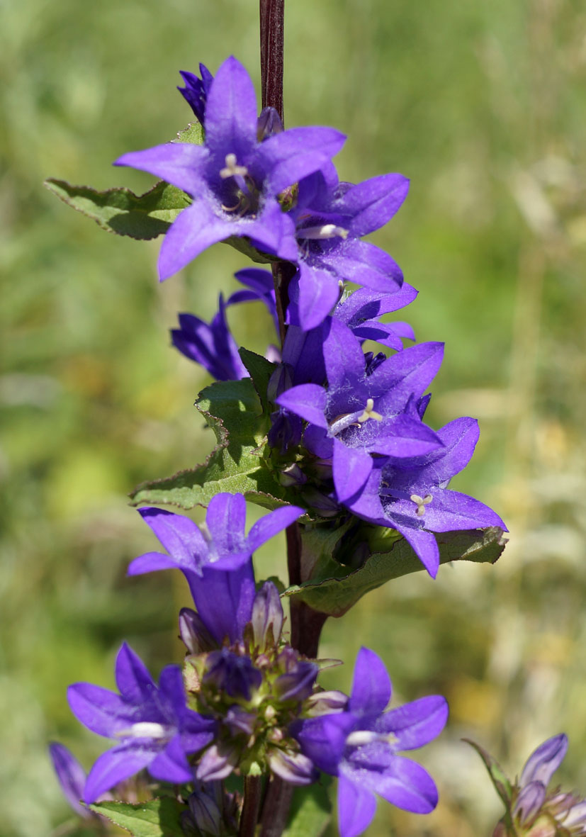 Image of Campanula cephalotes specimen.