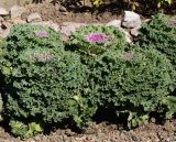 Brassica variety viridis
