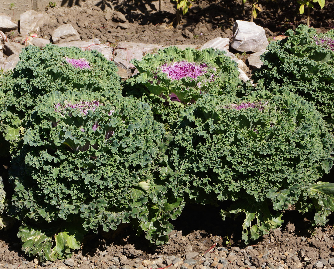 Image of Brassica oleracea var. viridis specimen.