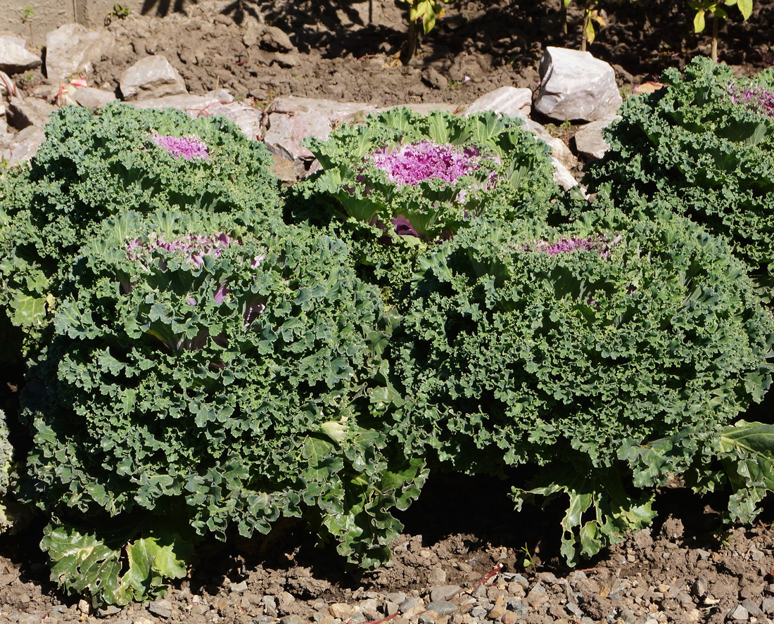 Изображение особи Brassica oleracea var. viridis.