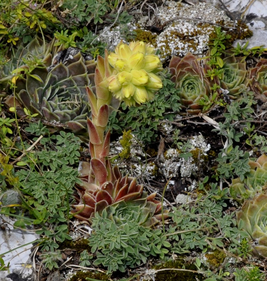 Image of Jovibarba heuffelii specimen.