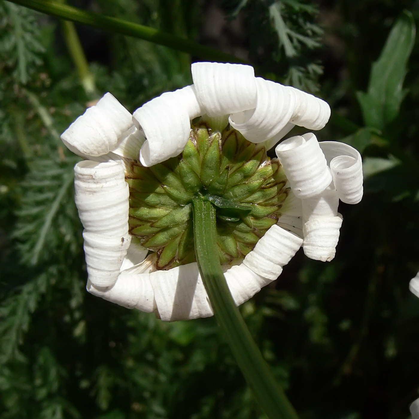 Изображение особи Leucanthemum vulgare.