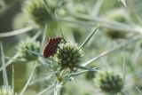 Eryngium campestre