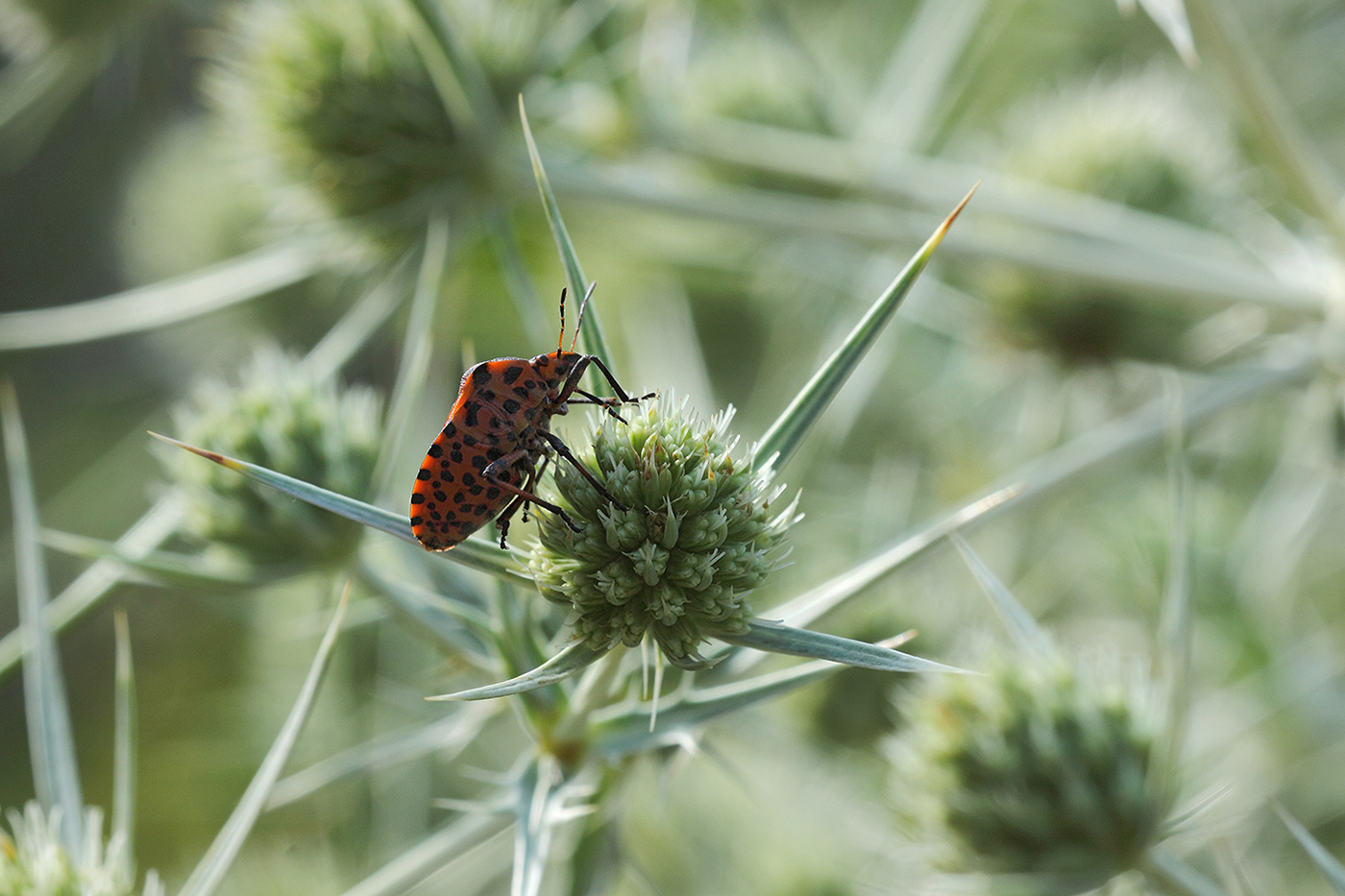 Изображение особи Eryngium campestre.