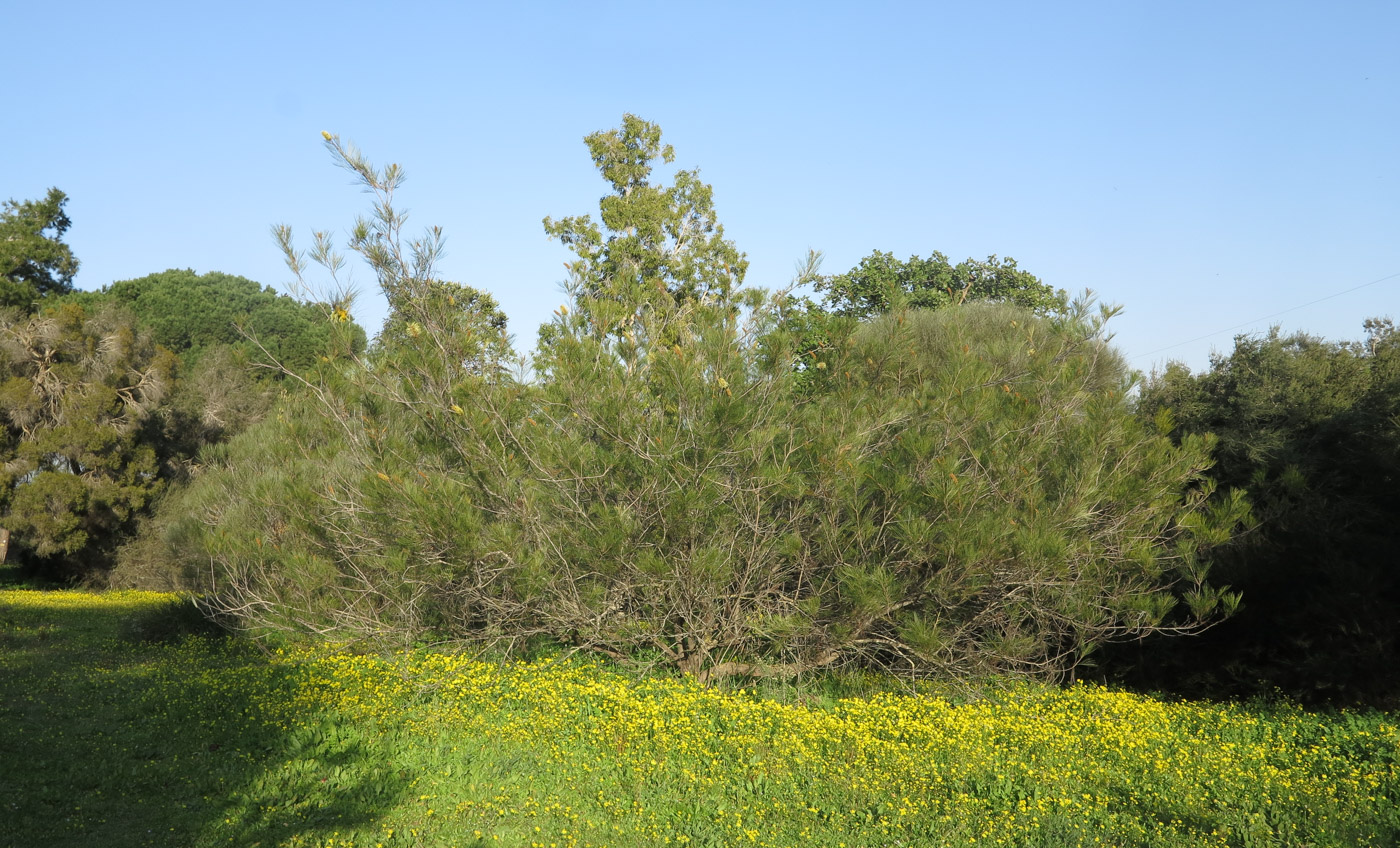 Image of Grevillea hodgei specimen.