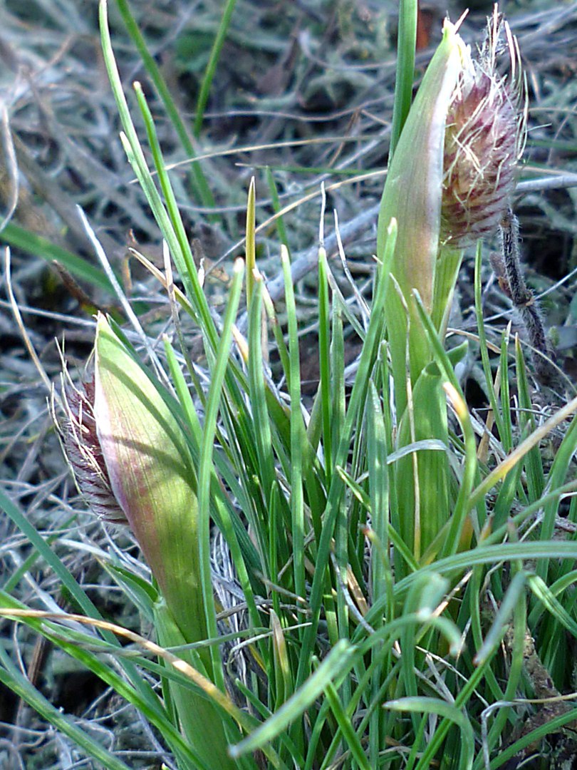 Изображение особи Alopecurus dasyanthus.