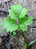 Ranunculus repens