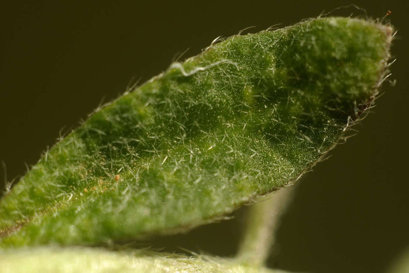 Image of Alyssum simplex specimen.