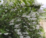 Deutzia &times; magnifica