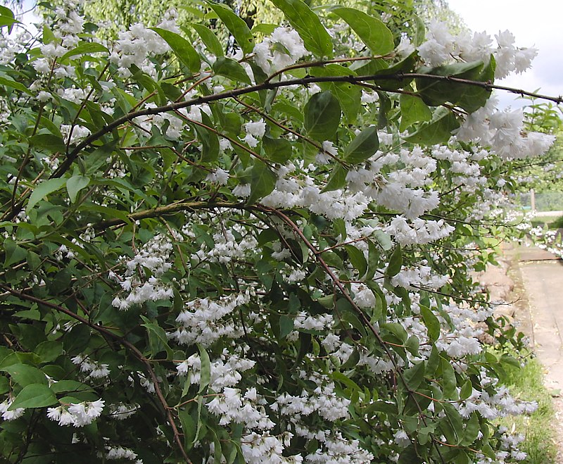 Изображение особи Deutzia &times; magnifica.