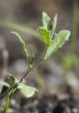 Aubrieta × cultorum. Побег. Мурманск, МАГУ, в культуре. 16.06.2016.