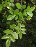 Zanthoxylum simulans