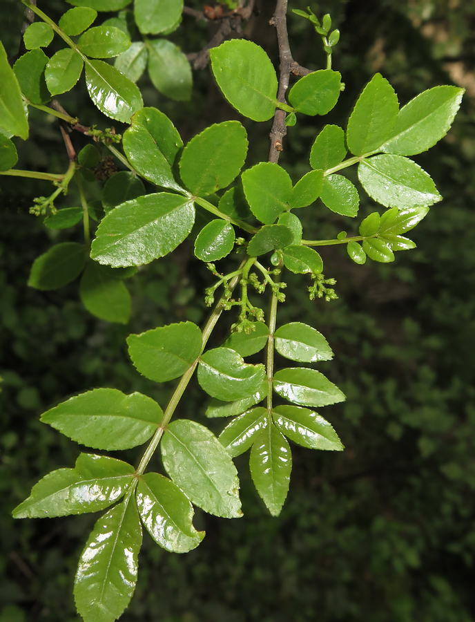 Image of Zanthoxylum simulans specimen.