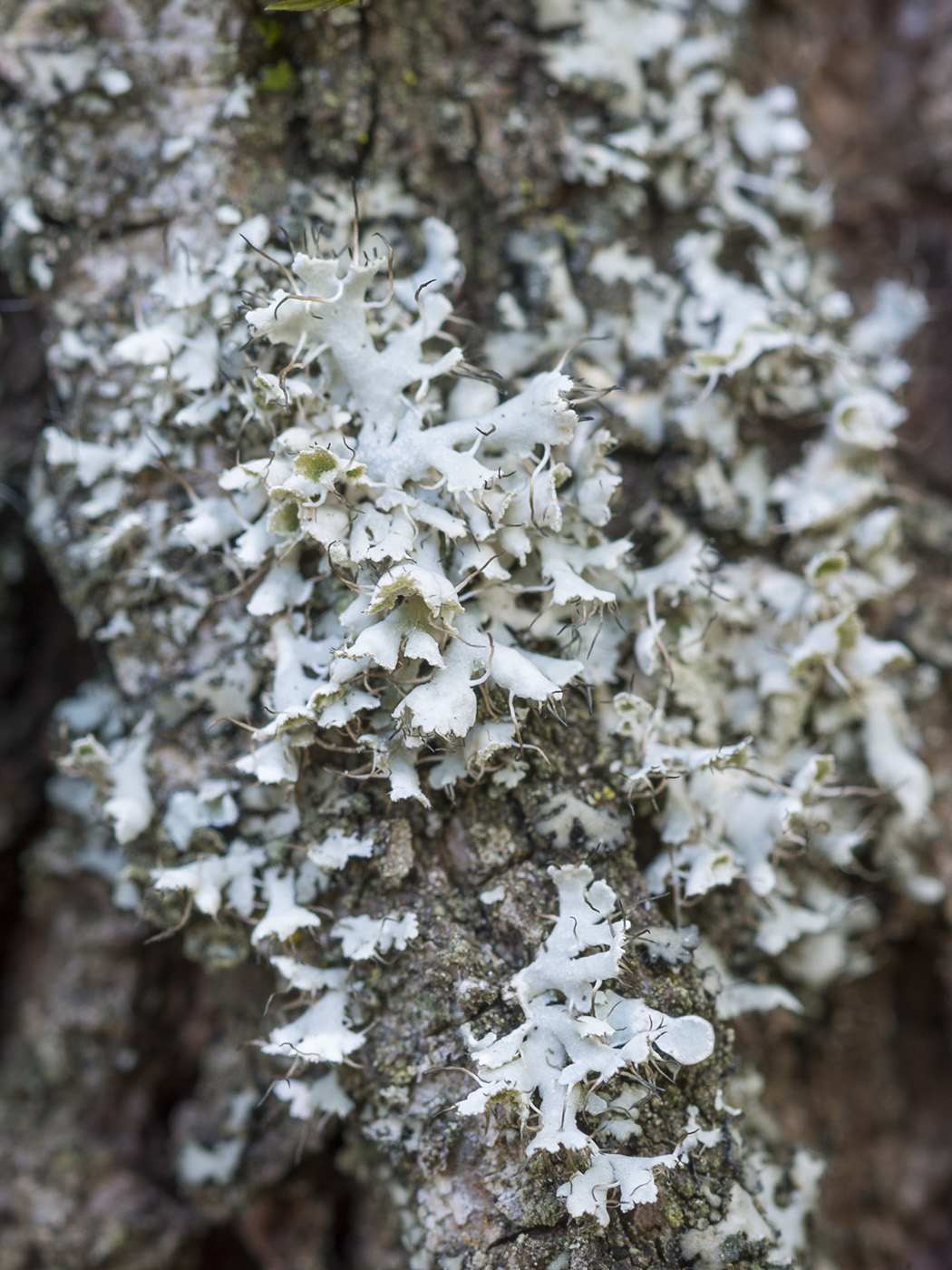 Image of Physcia adscendens specimen.