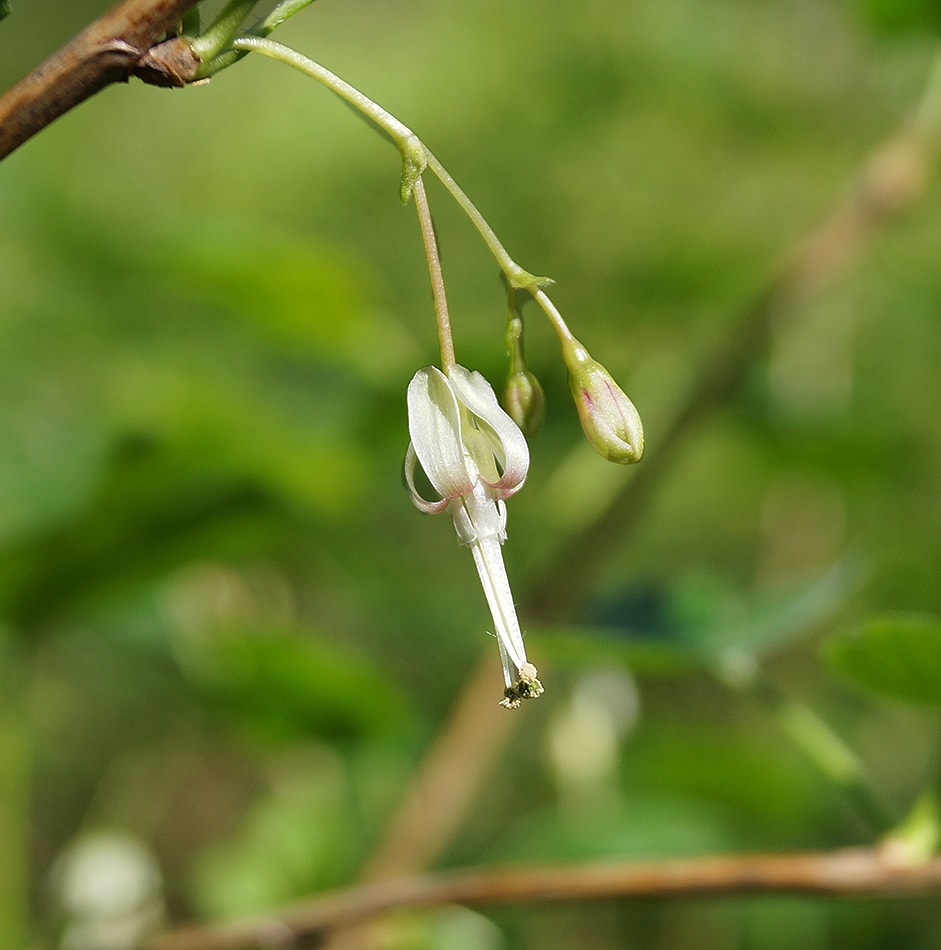 Изображение особи Grossularia missouriensis.