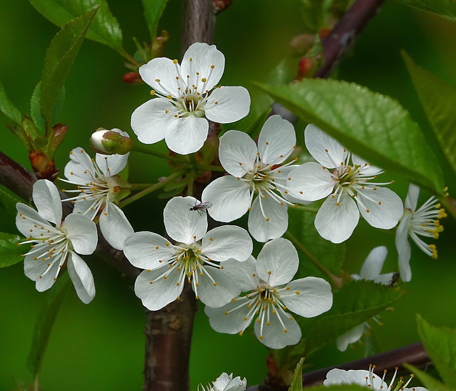 Изображение особи Cerasus vulgaris.