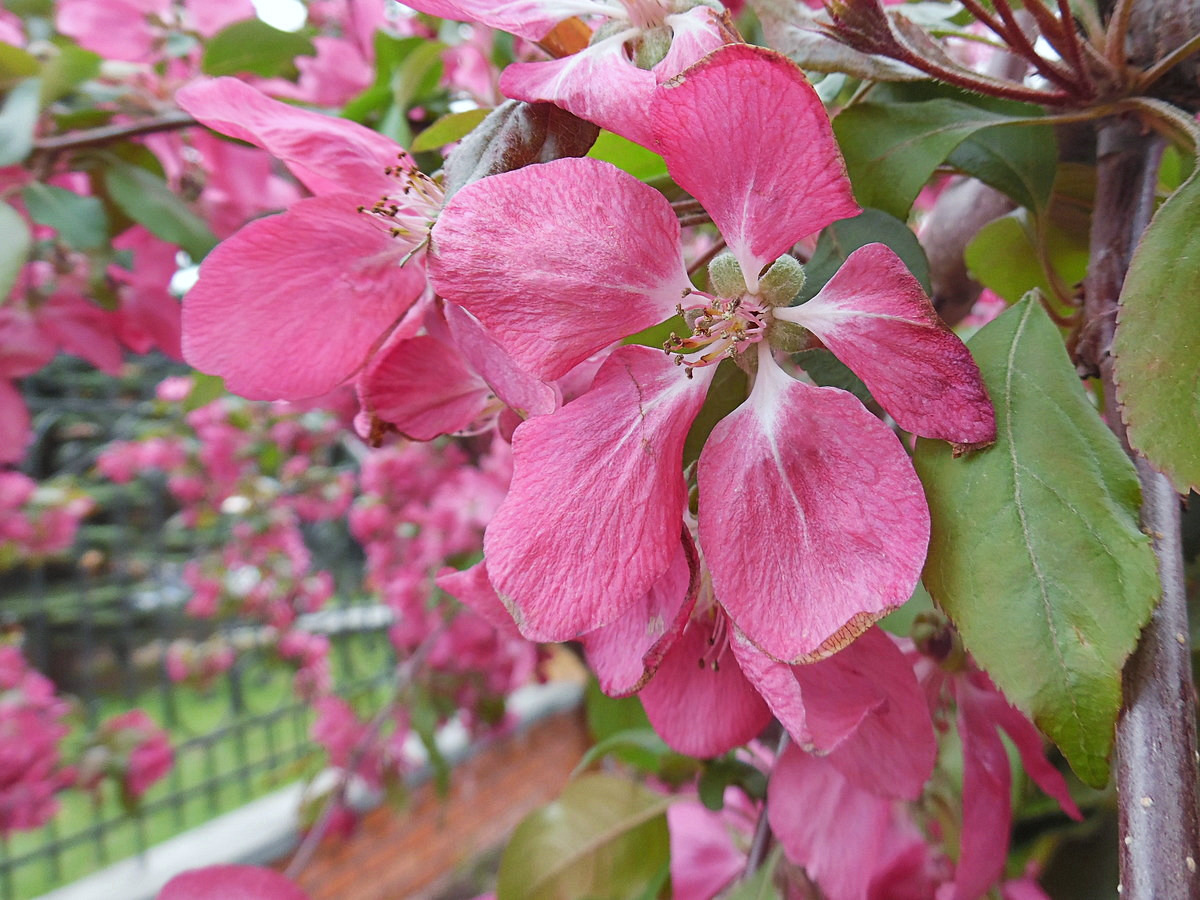 Image of Malus &times; purpurea specimen.