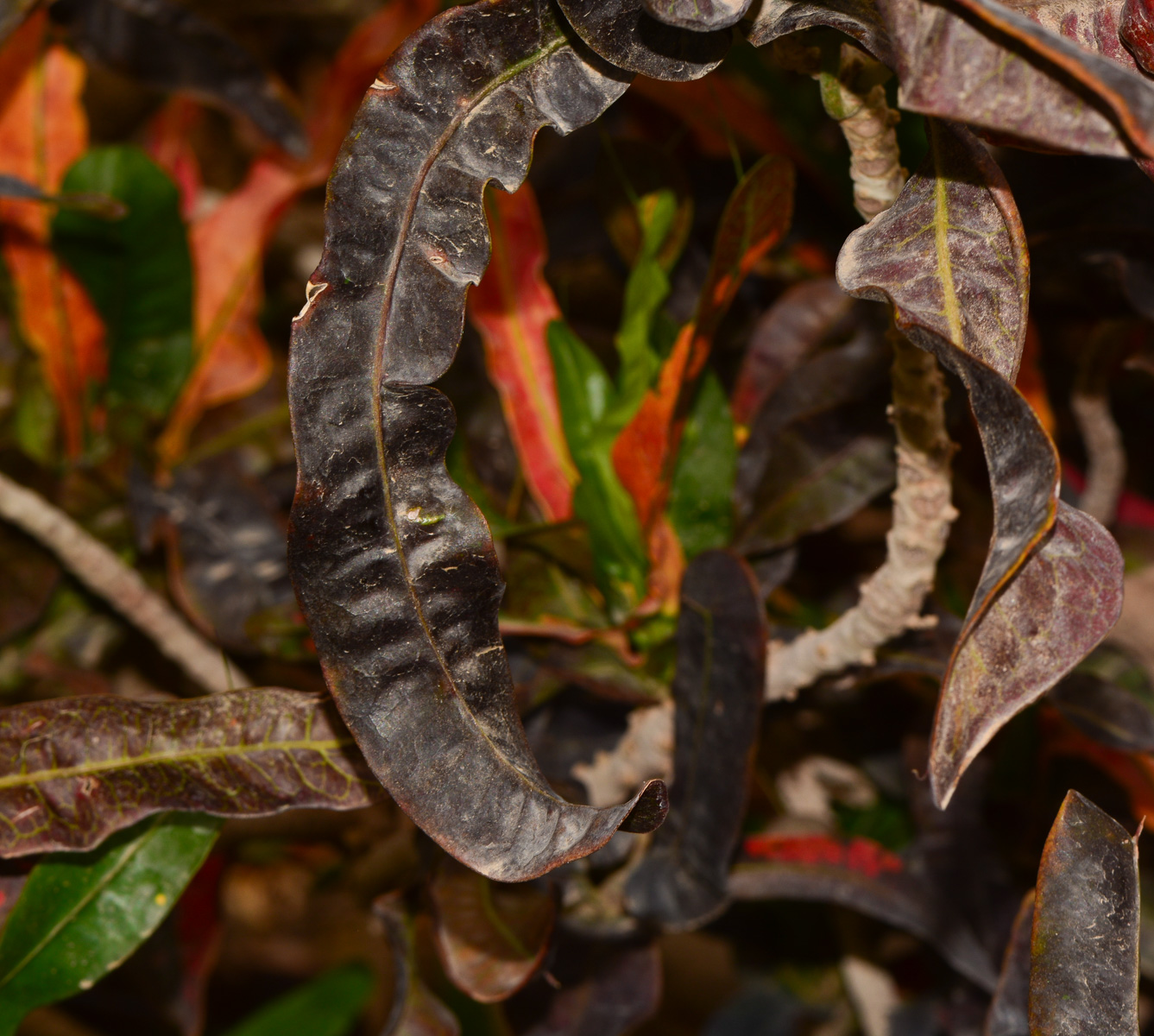 Image of Codiaeum variegatum specimen.