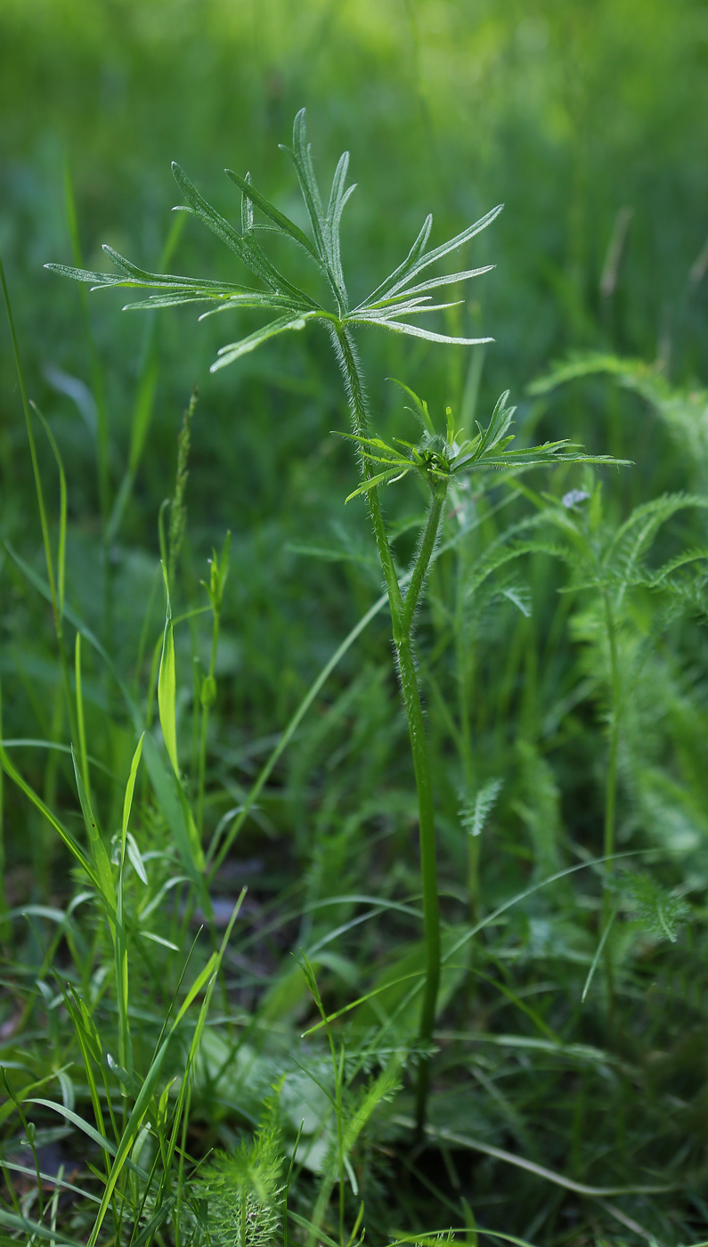 Image of Ranunculus polyanthemos specimen.