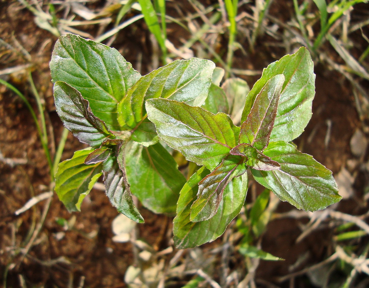 Изображение особи род Mentha.