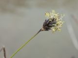 Sesleria caerulea