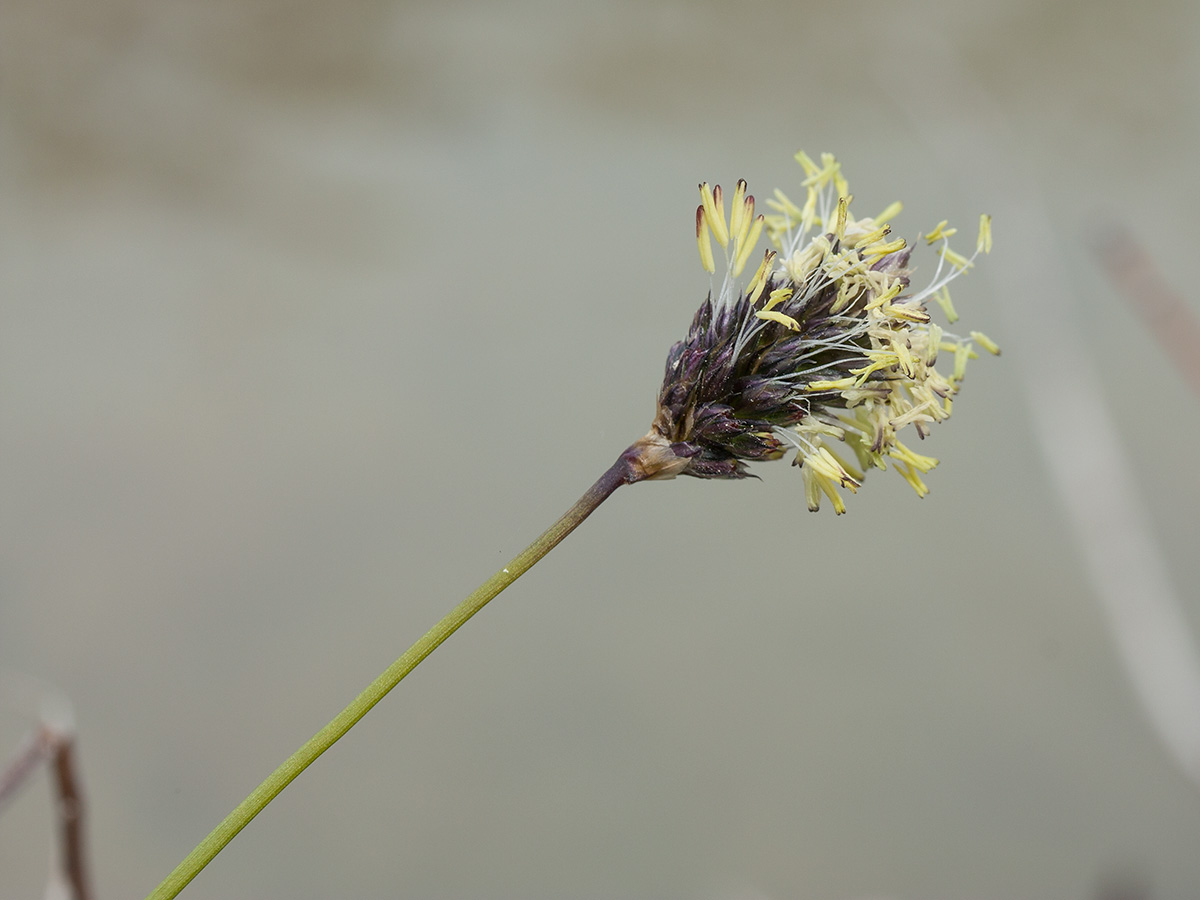 Изображение особи Sesleria caerulea.