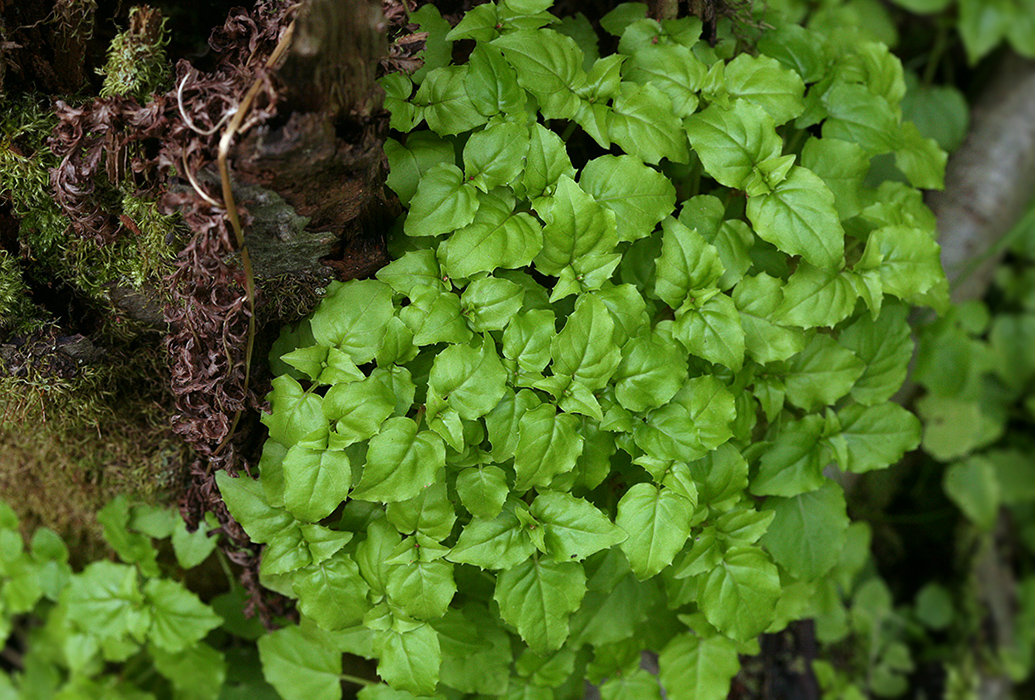 Image of Circaea alpina specimen.