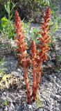 Orobanche centaurina. Отцветающие растения (рядом с Centaurea ruthenica). Саратовская обл., Вольский р-н, урч. Гремучий дол, меловой склон. 02.07.2017.